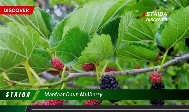 manfaat daun mulberry