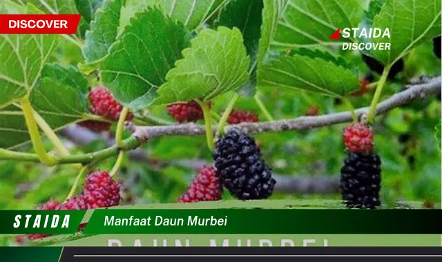 manfaat daun murbei