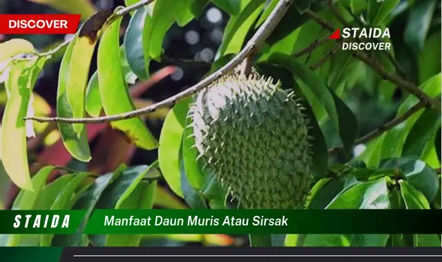 manfaat daun muris atau sirsak