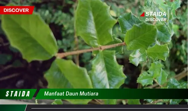 manfaat daun mutiara