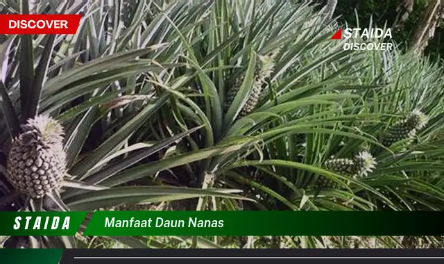 manfaat daun nanas