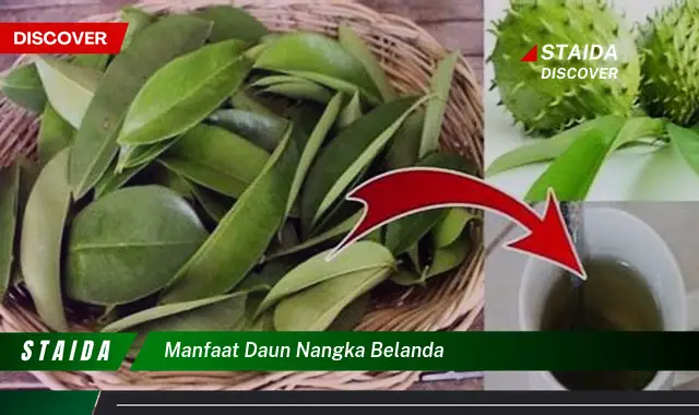 manfaat daun nangka belanda