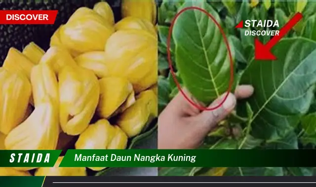 manfaat daun nangka kuning