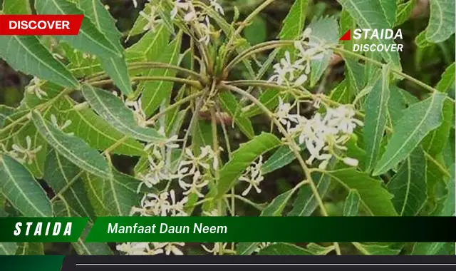 manfaat daun neem