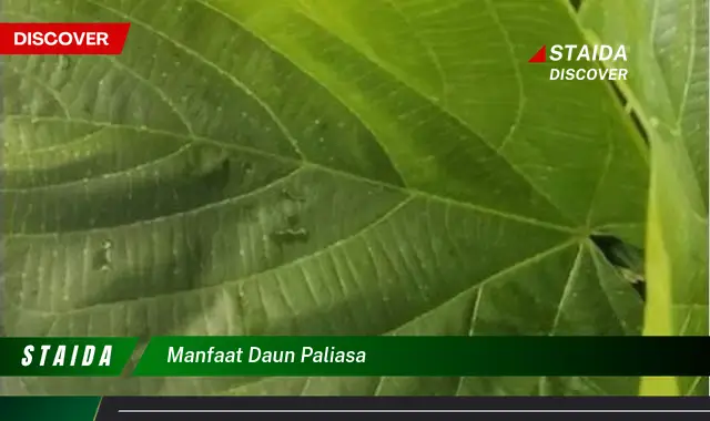 manfaat daun paliasa