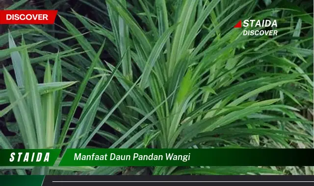 manfaat daun pandan wangi