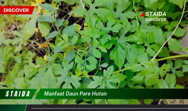 manfaat daun pare hutan