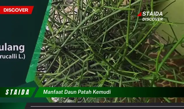 manfaat daun patah kemudi