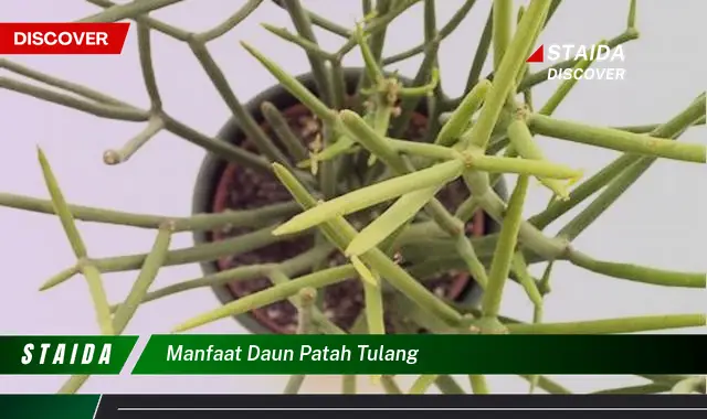 manfaat daun patah tulang