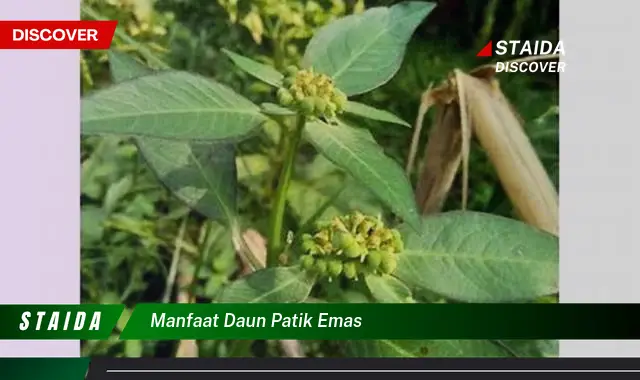 manfaat daun patik emas