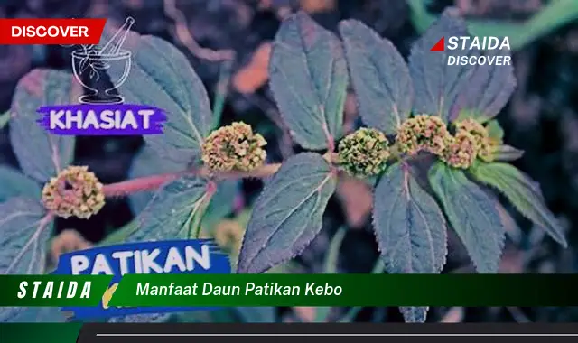 manfaat daun patikan kebo