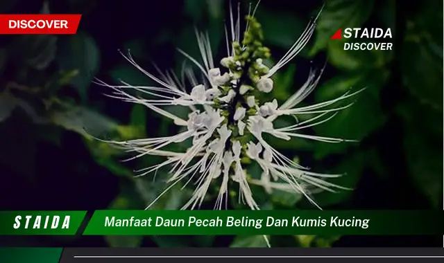 manfaat daun pecah beling dan kumis kucing