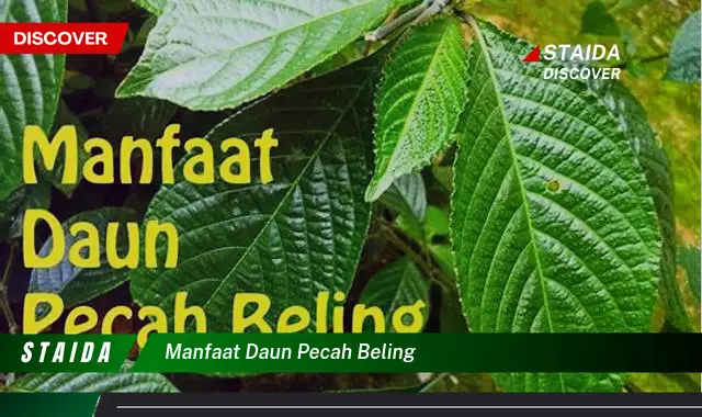 manfaat daun pecah beling