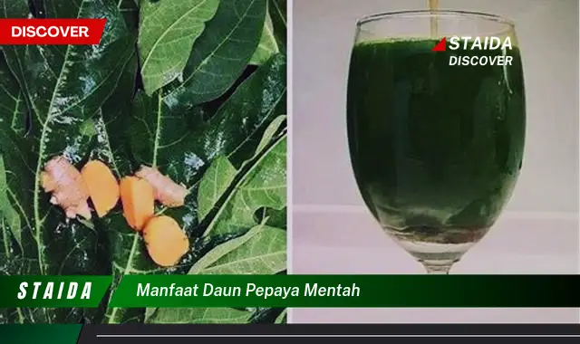 manfaat daun pepaya mentah