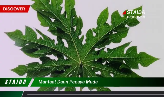 manfaat daun pepaya muda