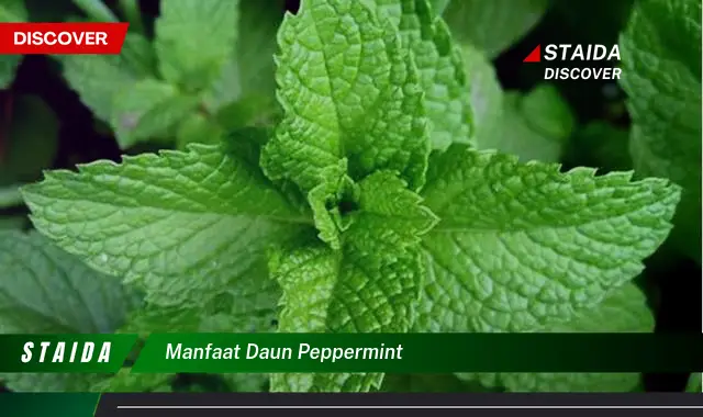 manfaat daun peppermint