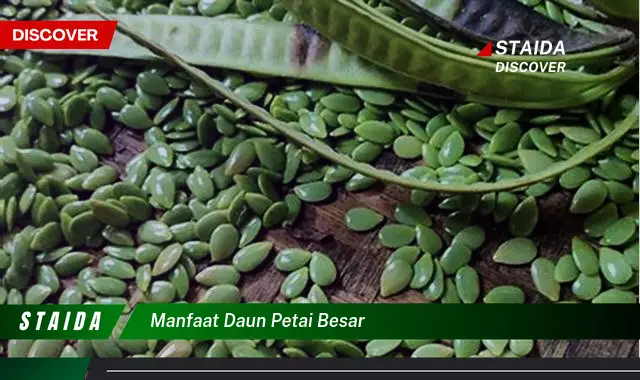 manfaat daun petai besar