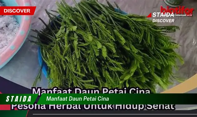 manfaat daun petai cina