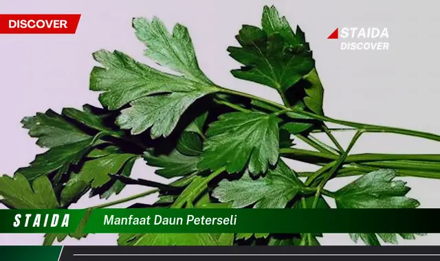 manfaat daun peterseli