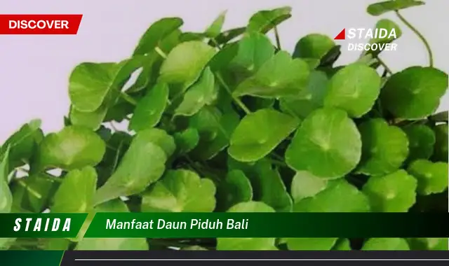 manfaat daun piduh bali