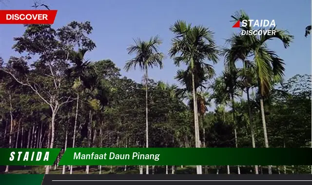 manfaat daun pinang