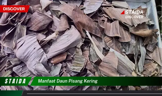 manfaat daun pisang kering