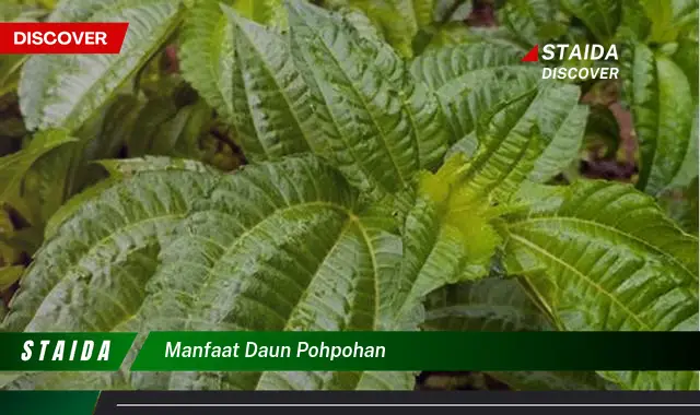 manfaat daun pohpohan