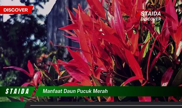 manfaat daun pucuk merah