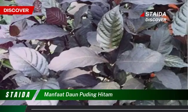 manfaat daun puding hitam