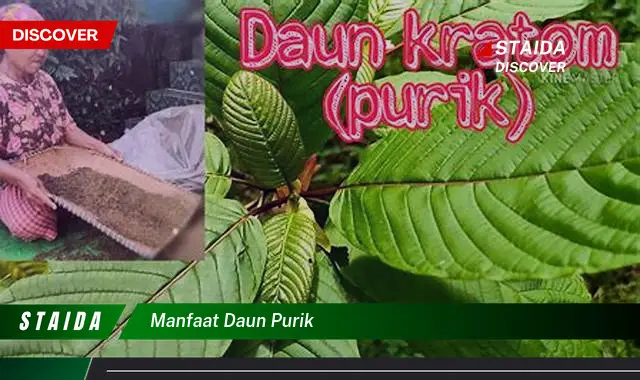 manfaat daun purik