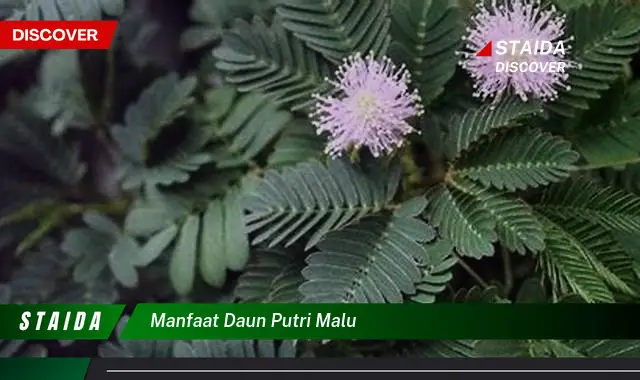 manfaat daun putri malu