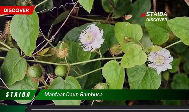 manfaat daun rambusa