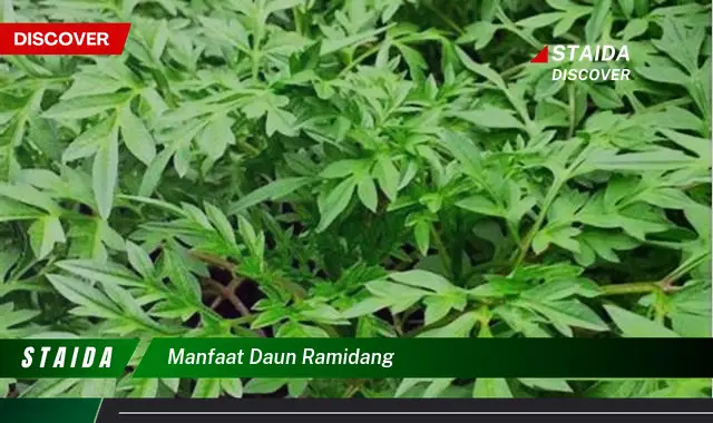 manfaat daun ramidang