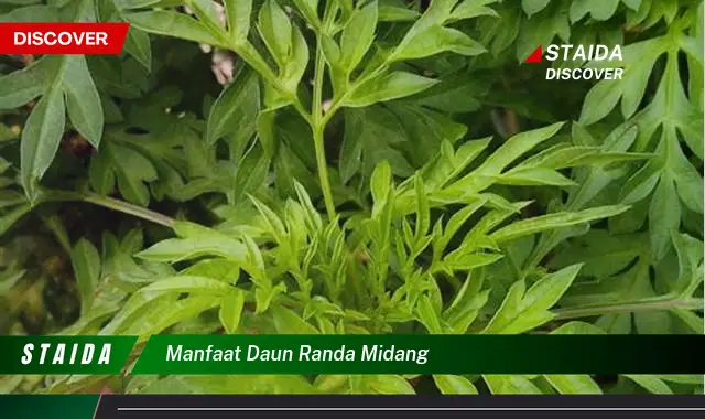 manfaat daun randa midang