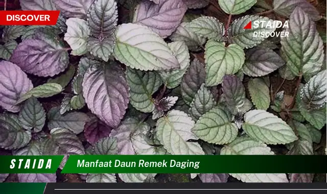 manfaat daun remek daging