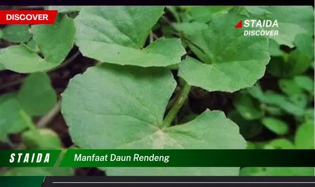 manfaat daun rendeng