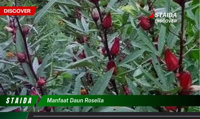 manfaat daun rosella