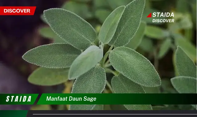 manfaat daun sage