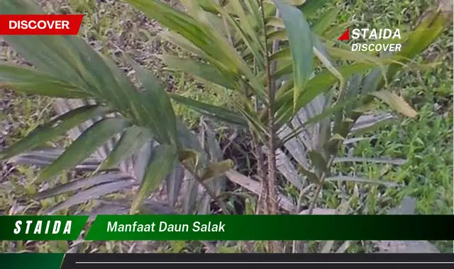 manfaat daun salak