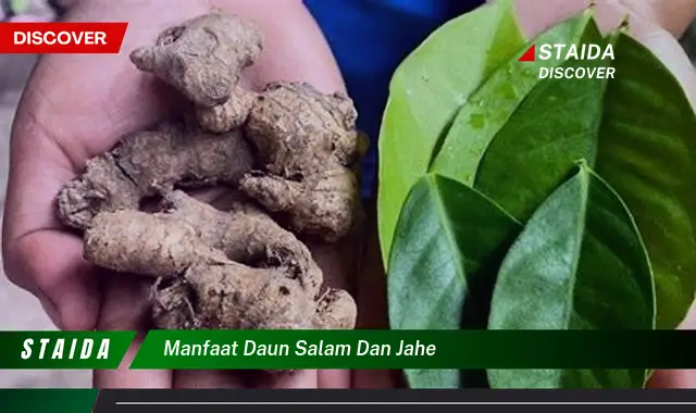 manfaat daun salam dan jahe