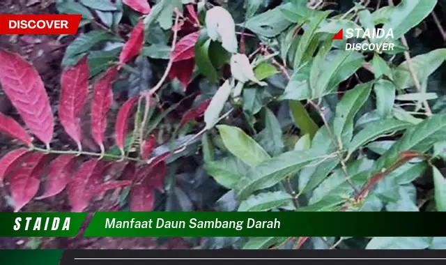 manfaat daun sambang darah