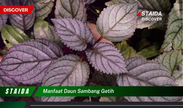 manfaat daun sambang getih