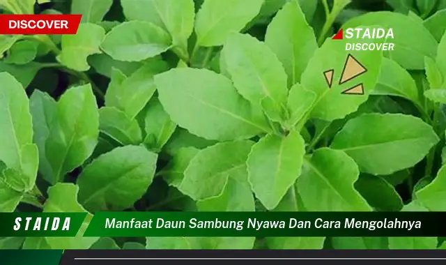 manfaat daun sambung nyawa dan cara mengolahnya