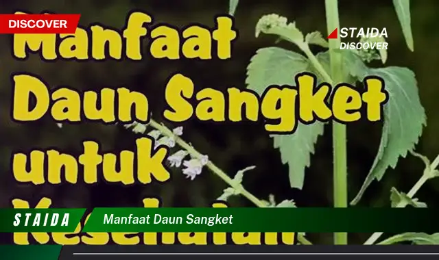 manfaat daun sangket