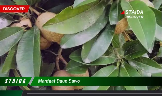 manfaat daun sawo