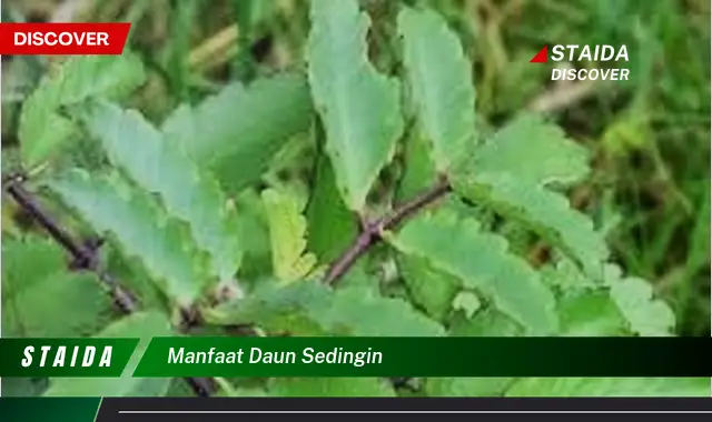 manfaat daun sedingin