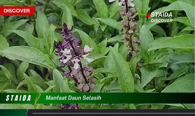 manfaat daun selasih