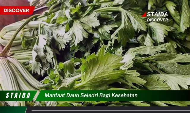 manfaat daun seledri bagi kesehatan