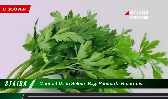 manfaat daun seledri bagi penderita hipertensi