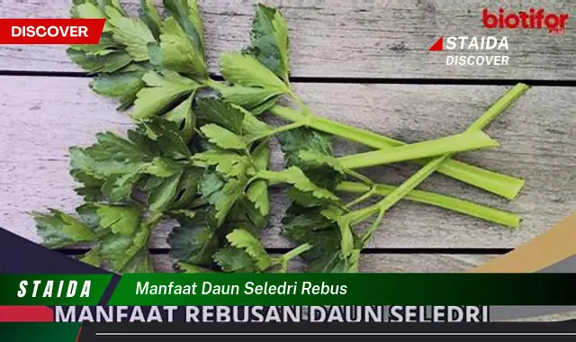 manfaat daun seledri rebus